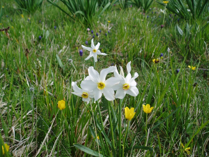 Narcissus poeticus